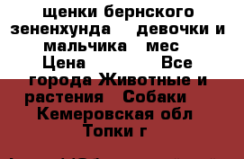 щенки бернского зененхунда. 2 девочки и 2 мальчика(2 мес.) › Цена ­ 22 000 - Все города Животные и растения » Собаки   . Кемеровская обл.,Топки г.